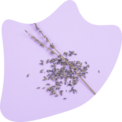 Franse Lavendel